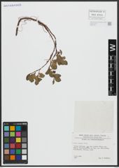 Foto von Salix alpina Scop.